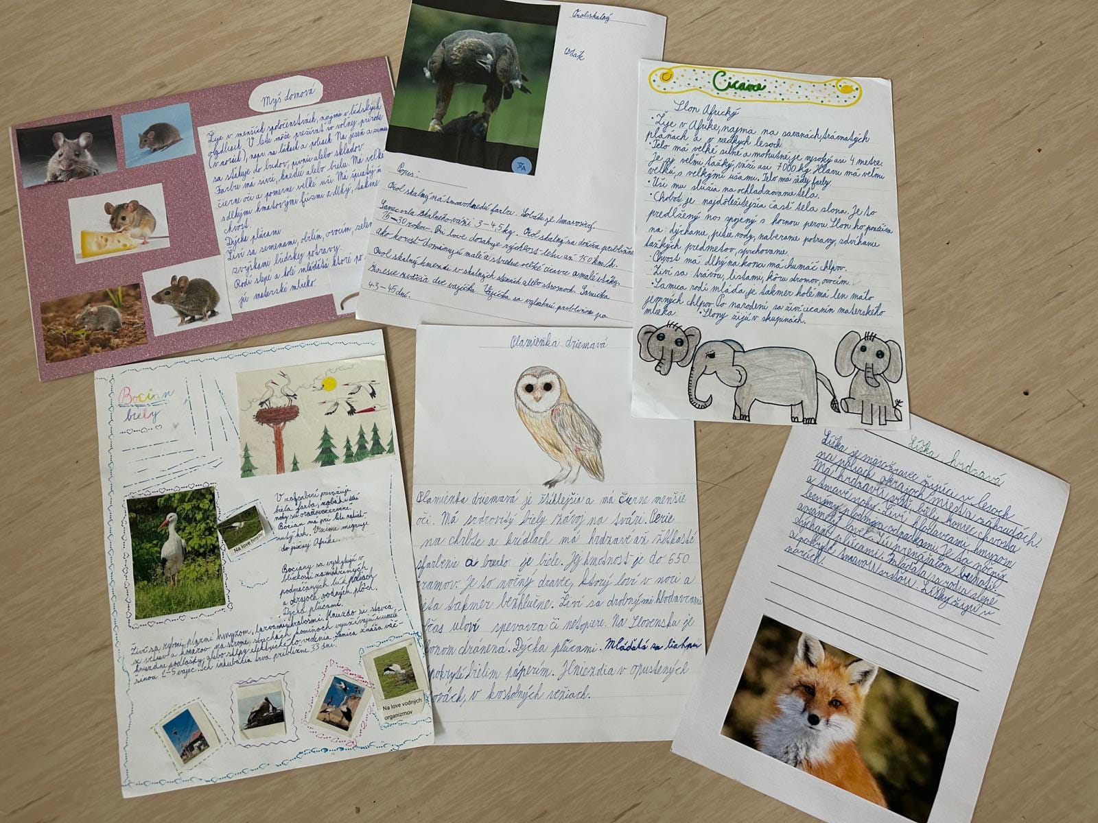 Tretiaci a ich projekty